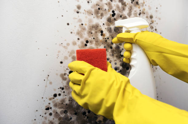 Best Commercial Mold Remediation in St Martin, MS