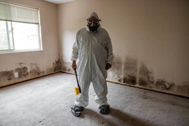 Best Basement Mold Remediation in St Martin, MS